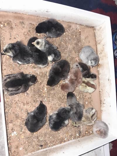 Thai burmi chicks