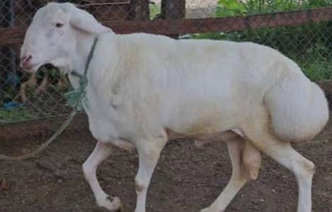 dumba for sale qurbani ke liye  my WhatsApp number 03 45 70 84 4 34