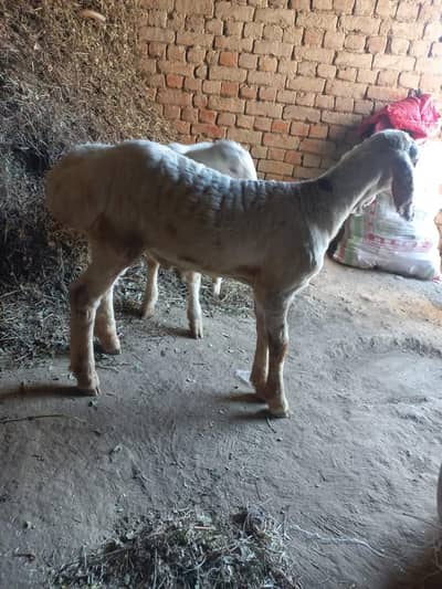 khubsorat dumbey