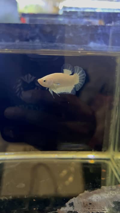 Blue rim betta