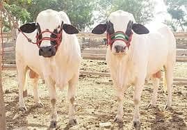 1200r. s per kghamare paas Qurbani ke BAIL available hai