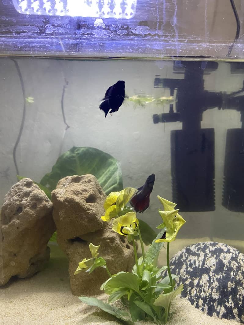 Aquriam complete setup 0