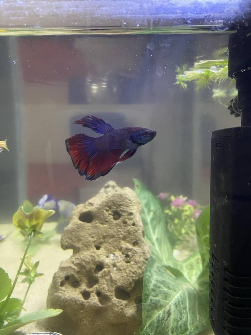 Aquriam complete setup 1