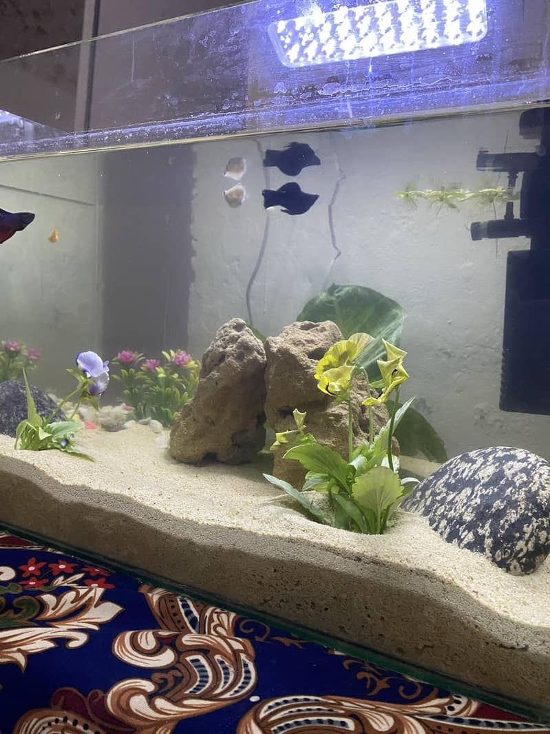 Aquriam complete setup 3