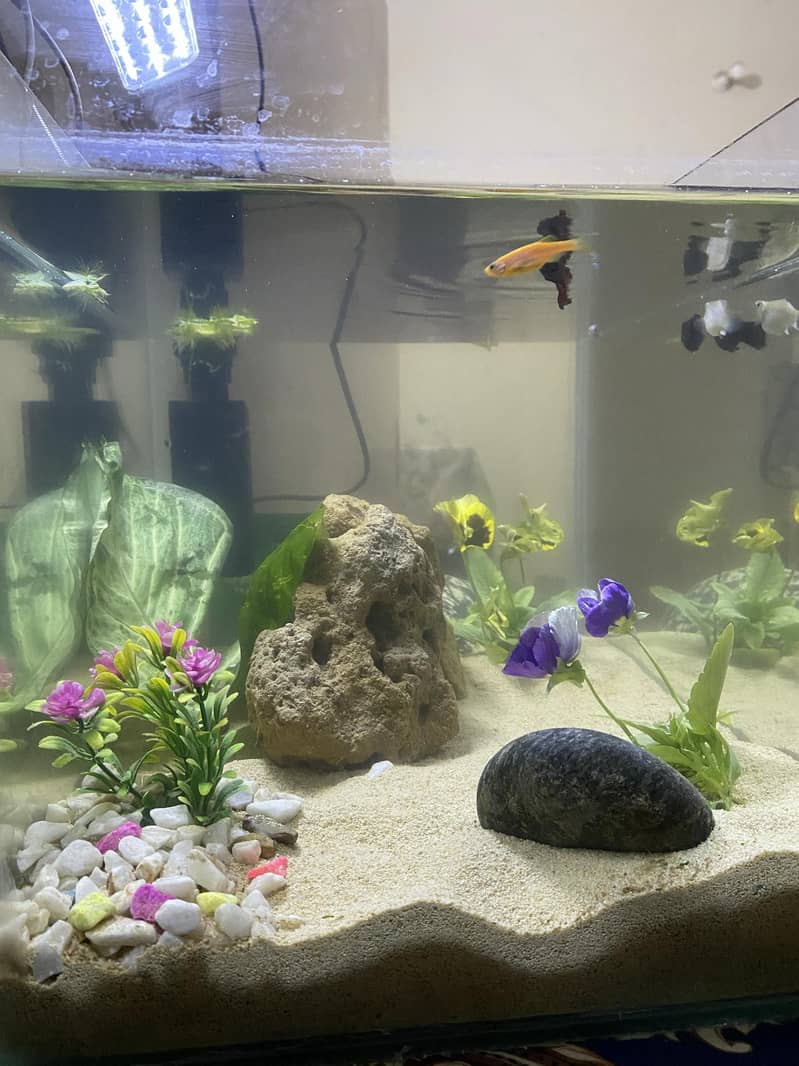 Aquriam complete setup 4