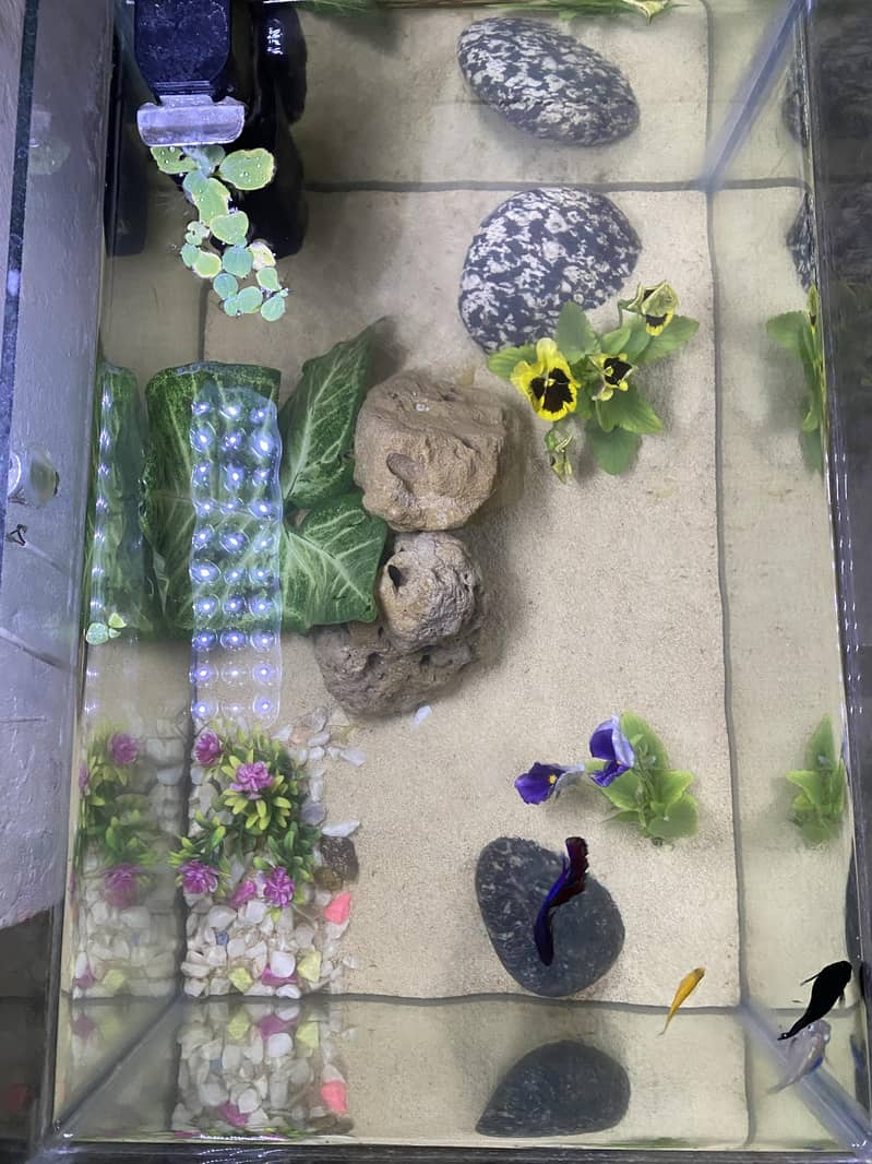 Aquriam complete setup 5