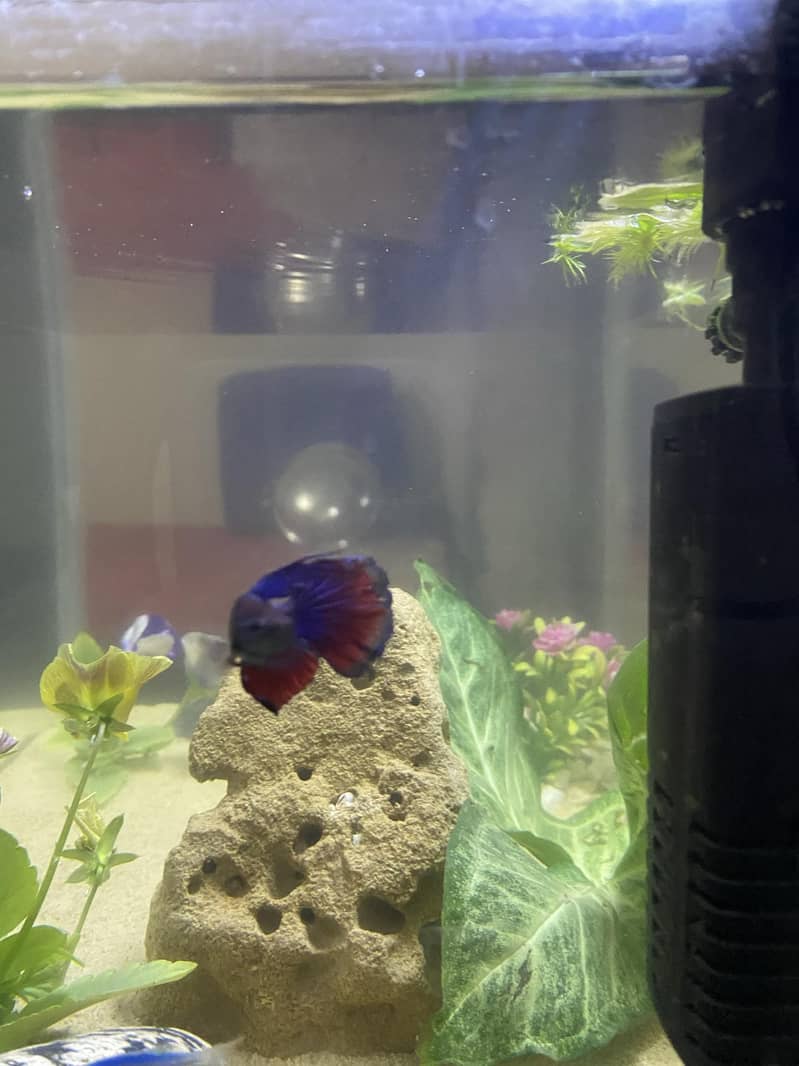 Aquriam complete setup 6