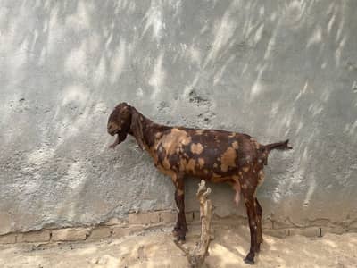 2 timer female goat for sale