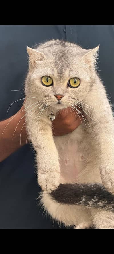 Scottish fold British shorthair cat