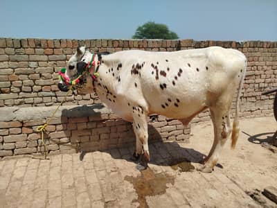 bull بچھڑا قربانی