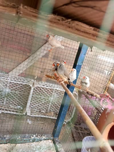 zebra finch