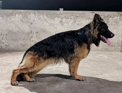 German Shepherd Male for Stud Only