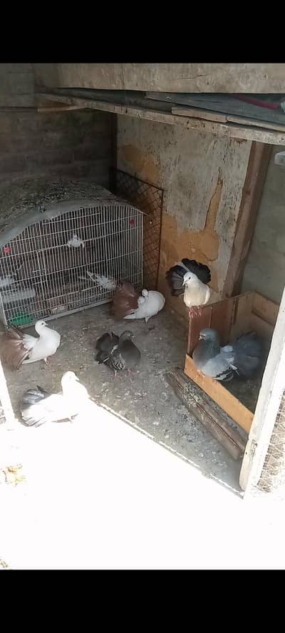 lakky+ brown tail pari +black tail female blue male pair+ blue male