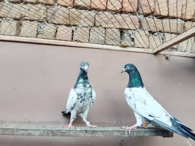 teddy jaldaar pair