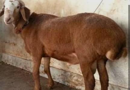 dumba for sale qurbani ke liye my WhatsApp number 03 45 70 84 4 34