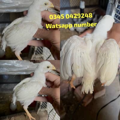 Total 20 pieces white paper heera aseel