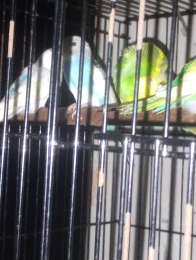 Buggies Parrot
