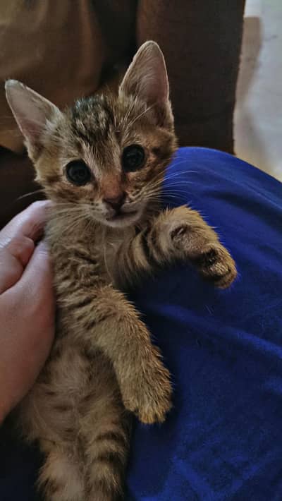 male kitten for adoption
