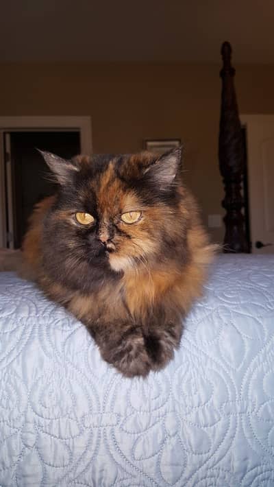 Greyish brown peke face triple coated  female cat