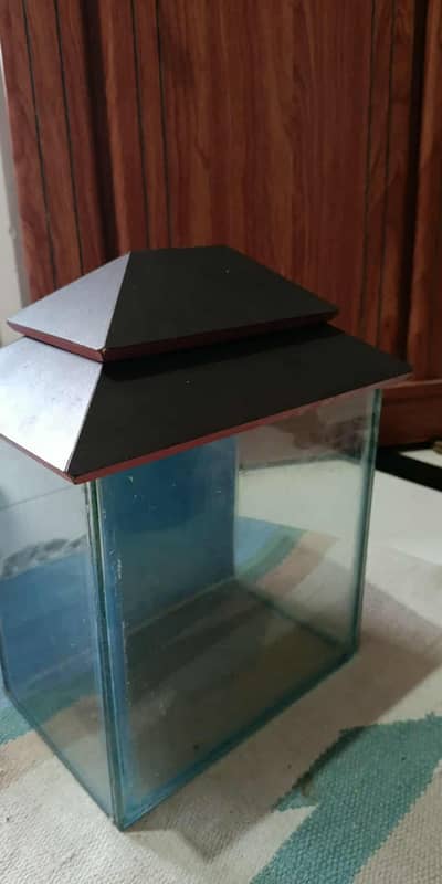 fish aquarium