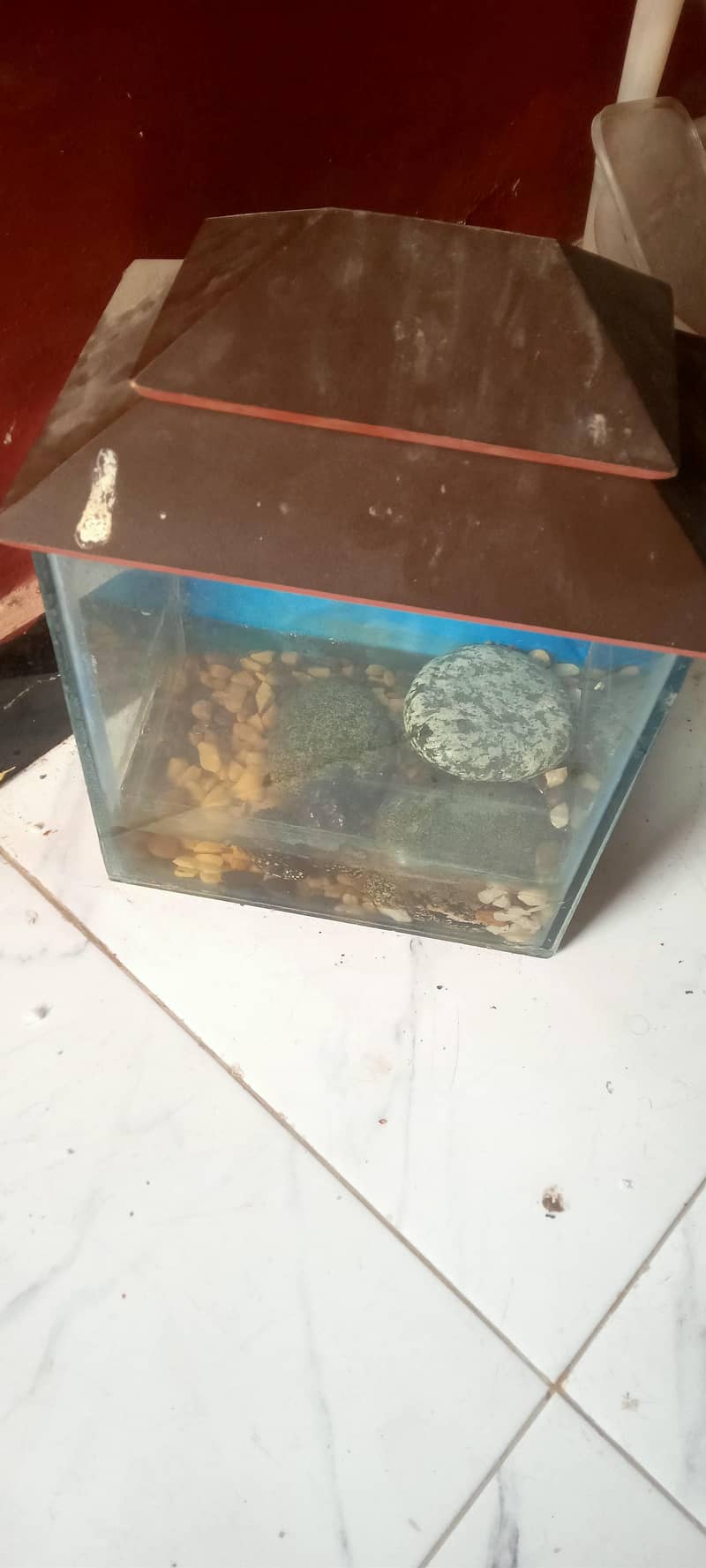 fish aquarium 1