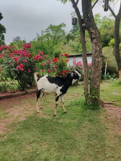  Eid Special Bakra For Sale 