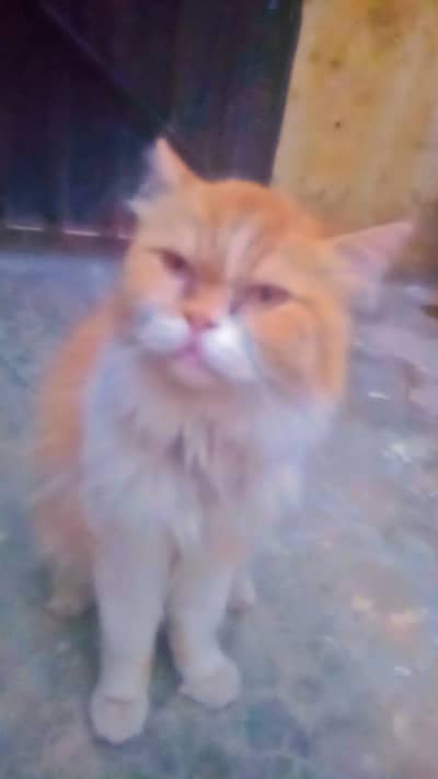 12000 ka Persian cat pair