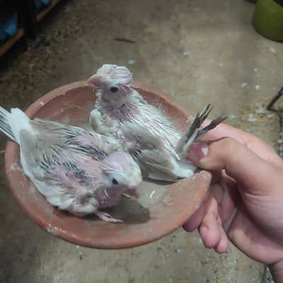 cocktails hand feeding chicks