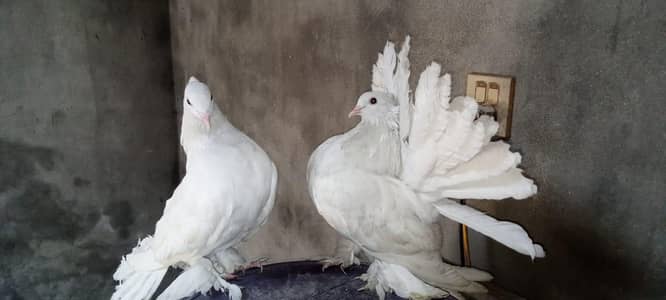 Pure American Lucky Pegions White
