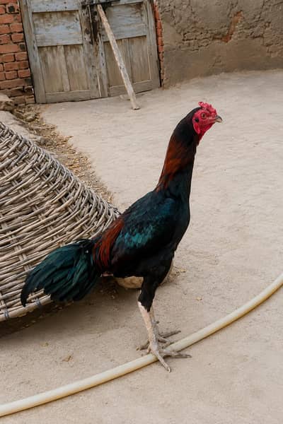 mianwali aseel sawa