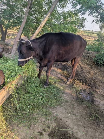 qurbane Ka leya  waer