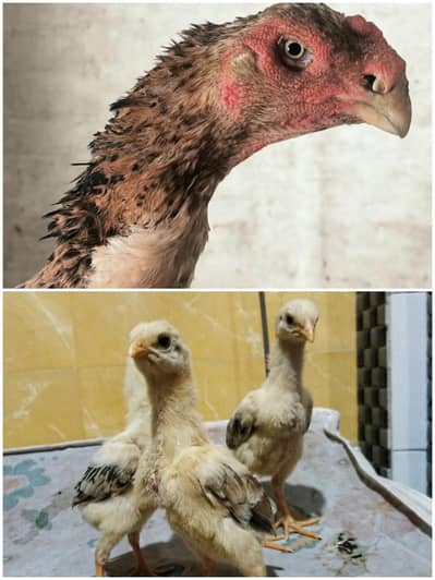 Real Shamo Chicks Available