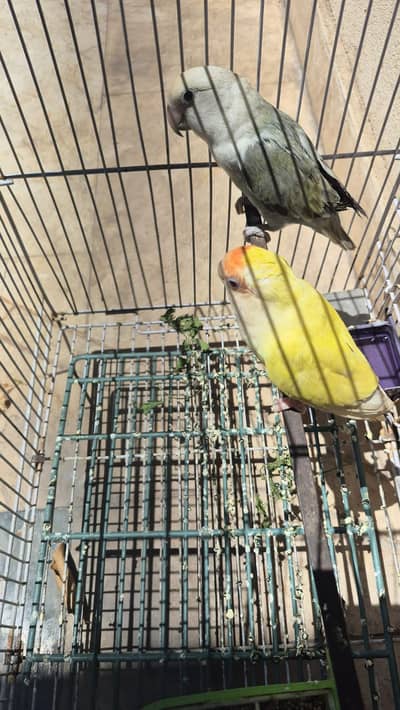 rosicolli opline male grey and female cremino pair