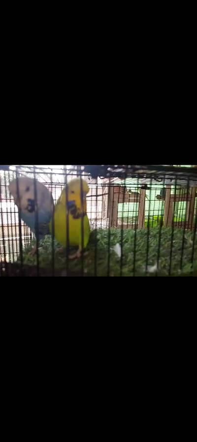 exi breeder pair and finch and fallow bujri pair