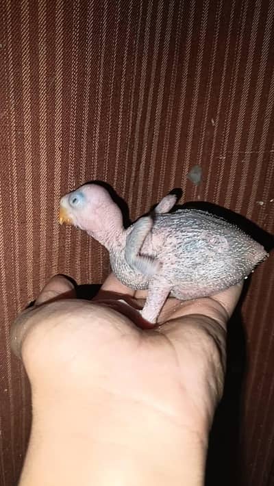 Raw parrort/Tota/ Price Kam Jo Jaya gi Read Add