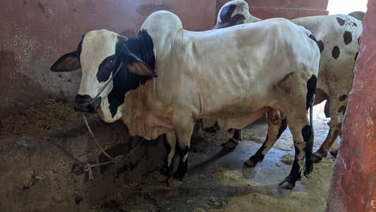 3 bull four sall call 03180128455