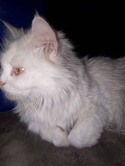 cat for sale
