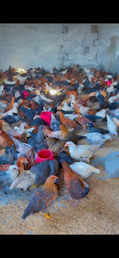 Golden Misri Australorp RiR chicks Pathia hens murgi hen 3month eggs