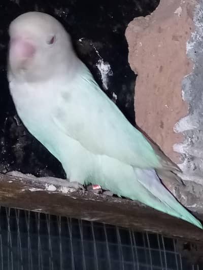 love birds male albino red eyes
