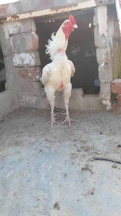 pure Heera male sandhi nasal for sale wts no 03174555176