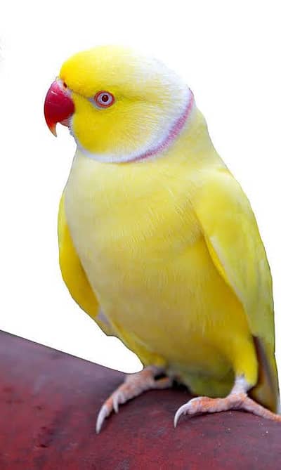 yellow ringneck parrot