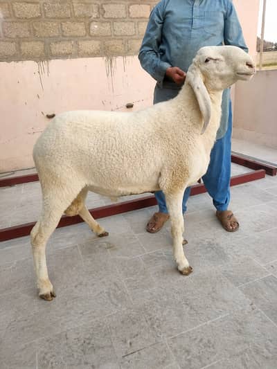 Larkana Dumba 2 Dant – Healthy & Heavy Qurbani Animal