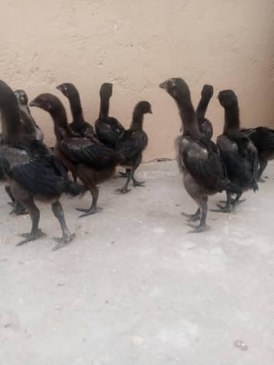 pure original Black dragon chicks