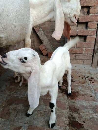 Rajan puri bakri