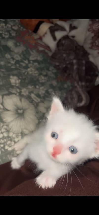 Cat baby