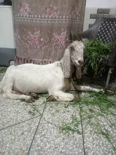 Desi Bakri