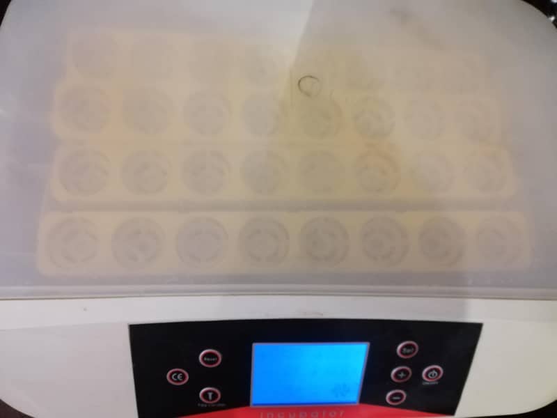 egg incubator 1
