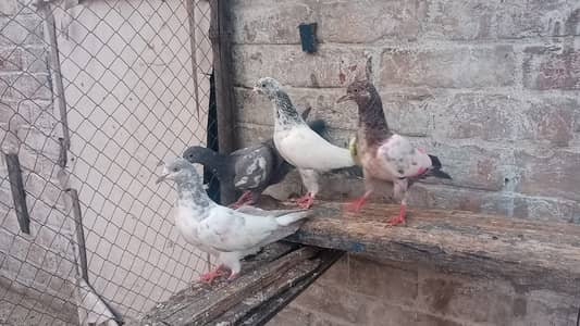 bachy for sale 03131496136