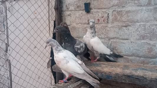 bachy for sale 03131496136