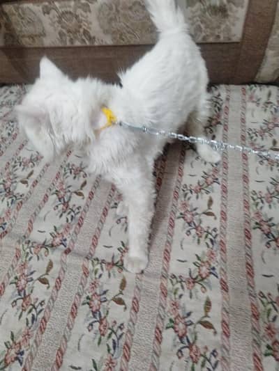 pure Persian triple coating vaccinated